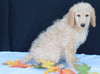 Medium F1B Labradoodle For Sale Millersburg OH Male-Hunter