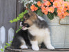 AKC Registered Pembroke Welsh Corgi For Sale Millersburg, OH Female- Trixie