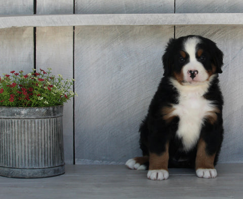 AKC Registered Bernese Mountain Dog For Sale Millersburg OH Female-Sandra