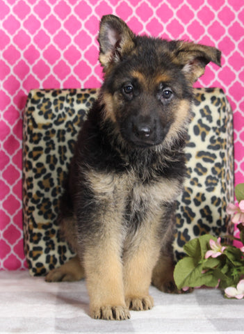 AKC Registered German Shepherd For Sale Millersburg OH Female-Beauty