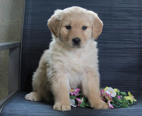 Golden Retriever Mix For Sale Fredericksburg, OH Female- Barb