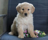 Golden Retriever Mix For Sale Fredericksburg, OH Female- Barb