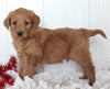Goldendoodle For Sale Fredericksburg OH Male-Chester