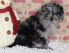 F1B Cavapoo For Sale Sugarcreek OH Male-Mickie