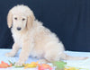 Medium F1B Labradoodle For Sale Millersburg OH Male-Hunter