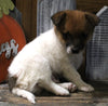 Pomeranian Mix For Sale Millersburg OH Male-Asher