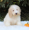 F1BB Mini Labradoodle For Sale Millersburg OH Male-Easton
