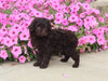 F1B Mini Aussiedoodle For Sale Applecreek OH Female-Fluffy