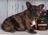 AKC Registered French Bulldog For Sale Millersburg OH -Male Baxter