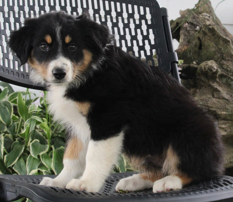 Australian Shepherd For Sale Sugarcreek OH Male-Ranger