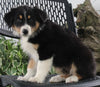Australian Shepherd For Sale Sugarcreek OH Male-Ranger