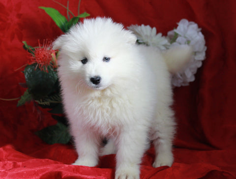 AKC Registered Samoyed For Sale Danville, OH Female- Gigi