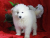 AKC Registered Samoyed For Sale Danville, OH Female- Gigi