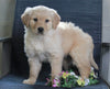 Golden Retriever Mix For Sale Fredericksburg, OH Female- Barb