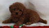 Bichpoo For Sale Fredericksburg OH Male-Rodney