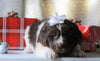 AKC Registered Newfoundland For Sale Millersburg, OH Female- Noel