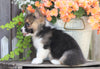 AKC Registered Pembroke Welsh Corgi For Sale Millersburg, OH Female- Trixie
