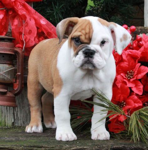 Beabull For Sale Millersburg OH Female-Joy