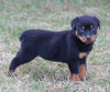 AKC Registered Rottweiler For Sale Sugarcreek OH Female-Addison