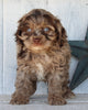 Cockapoo For Sale Millersburg OH Male-Cooper