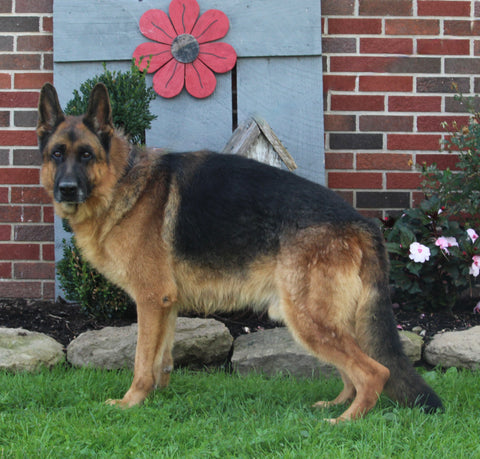 AKC Registered German Shepherd For Sale Millersburg OH Male-Bruno Von Abba