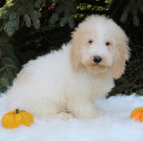 F1BB Mini Labradoodle For Sale Millersburg OH Male-Easton