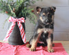 AKC Registered German Shepherd For Sale Millersburg, OH Male- Lavon
