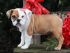Beabull For Sale Millersburg OH Female-Joy