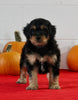 Mini Aussiedoodle For Sale Sugarcreek OH Male-Snickers