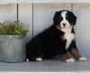 AKC Registered Bernese Mountain Dog For Sale Millersburg OH Female-Sandra