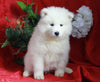 AKC Registered Samoyed For Sale Danville, OH Female- Layla