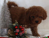 Bichpoo For Sale Fredericksburg OH Male-Rodney