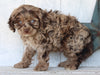 Cockapoo For Sale Millersburg OH Male-Cooper