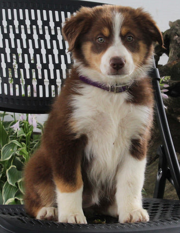 Australian Shepherd For Sale Sugarcreek OH Female-Bella