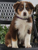 Australian Shepherd For Sale Sugarcreek OH Female-Bella