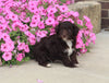 F1B Mini Aussiedoodle For Sale Applecreek OH Male-Felix