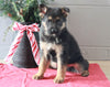 AKC Registered German Shepherd For Sale Millersburg, OH Male- Lavon