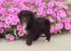 F1B Mini Aussiedoodle For Sale Applecreek OH Male-Felix