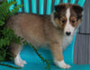 ACA Registered Shetland Sheep Dog For Sale Baltic OH-Female Lisa