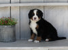 AKC Registered Bernese Mountain Dog For Sale Millersburg OH Female-Sandra