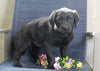 Golden Retriever Mix For Sale Fredericksburg, OH Male- Bob