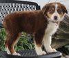 Australian Shepherd For Sale Sugarcreek OH Female-Bella