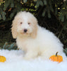 F1BB Mini Labradoodle For Sale Millersburg OH Male-Easton