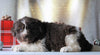 AKC Registered Newfoundland For Sale Millersburg, OH Female- Noel