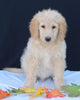 Medium F1B Labradoodle For Sale Millersburg OH Male-Hunter