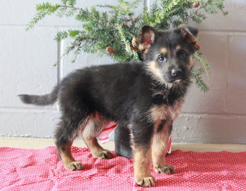 AKC Registered German Shepherd For Sale Millersburg, OH Male- Lavon