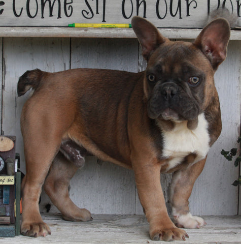 AKC Registered French Bulldog For Sale Millersburg OH-Male Jackson