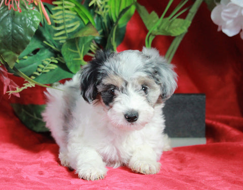 Papillon/ Miniature Poodle Mix For Sale Danville, OH Male- Asher