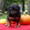 Mini Aussiedoodle For Sale Sugarcreek OH Female-Sandy
