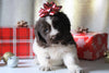 AKC Registered Newfoundland For Sale Millersburg, OH Male- Rudolph